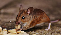 24 Hour & Emergency Exterminators in Myrtle Beach, SC